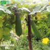 COURGE ÉPONGE VÉGÉTALE LUFFA - Graines BIO | La Semence Bio | Graines et Bio