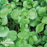 🥬 Graines de CRESSON - CRESSON De FONTAINE - Graines BIO