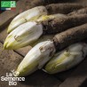 ENDIVE Demi Hâtive DE HOLLANDE - Graines BIO | La Semence Bio | Graines et Bio