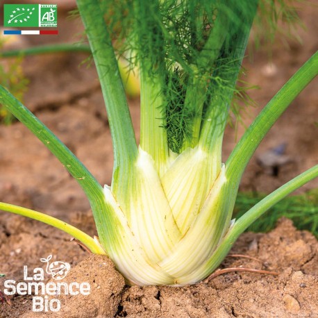 FENOUIL ZEFA FINO - Graines BIO | La Semence Bio | Graines et Bio
