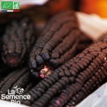 🌽 Graines de MAÏS - MAÏS POP CORN Noir - Graines BIO