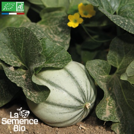 MELON CHARENTAIS Précoce du Roc - Graines BIO | La Semence Bio | Graines et Bio MELON CHARENTAIS Précoce du Roc - Graines BIO | La Semence Bio | Graines et Bio