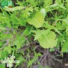 MESCLUN ASIATIQUE - Graines BIO | La Semence Bio | Graines et Bio