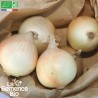 OIGNON JAUNE des CÉVENNES - Graines BIO | La Semence Bio | Graines et Bio