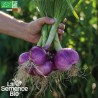 OIGNON ROUGE Morada - Graines BIO | La Semence Bio | Graines et Bio