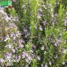 ROMARIN Officinal - Graines BIO | La Semence Bio | Graines et Bio