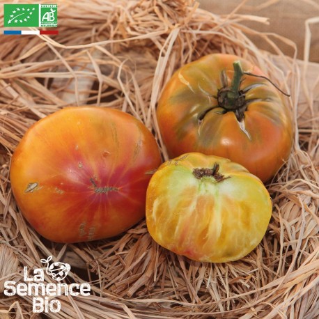 TOMATE ANANAS - Graines BIO | La Semence Bio | Graines et Bio TOMATE ANANAS - Graines BIO | La Semence Bio | Graines et Bio