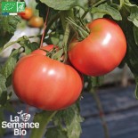 🍅 Graines de TOMATE - TOMATE ANCIENNE 1884 - Graines BIO