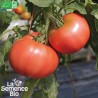 TOMATE ANCIENNE 1884 - Graines BIO | La Semence Bio | Graines et Bio
