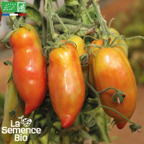 TOMATE ANDINE Cornue - Graines BIO | La Semence Bio | Graines et Bio