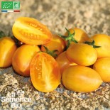 🍅 Graines de TOMATE - TOMATE COCKTAIL ORANGE Blush - Graines BIO