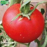 TOMATE CHARNUE de HUY - Graines BIO