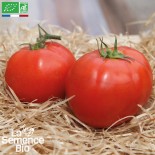 TOMATE MERVEILLE Des Marchés - Graines BIO