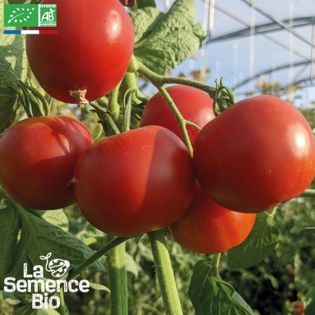 TOMATE PRÉCOCE DE QUIMPER - Graines BIO | La Semence Bio | Graines et Bio TOMATE PRÉCOCE DE QUIMPER - Graines BIO | La Semence Bio | Graines et Bio