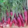 CAROTTE ROUGE SANG - Graines BIO | La Semence Bio | Graines et Bio