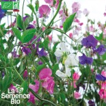 POIS DE SENTEUR en Mélange - Graines BIO | La Semence Bio | Graines et Bio