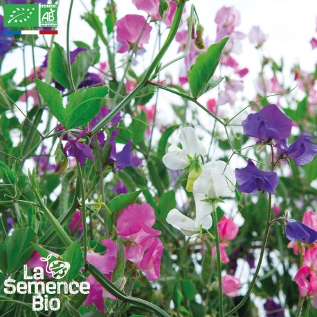 POIS DE SENTEUR en Mélange - Graines BIO | La Semence Bio | Graines et Bio