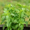 STEVIA Plante à sucre - Graines BIO | KOKOPELLI | Graines et Bio