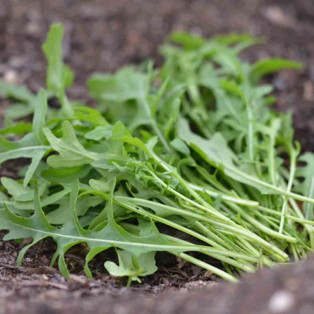 ROQUETTE Sauvage - Graines BIO | Ferme de Sainte Marthe | Graines et Bio