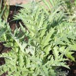 CARDON BLANC - Graines BIO | Ferme de Sainte Marthe | Graines et Bio