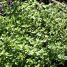 THYM SERPOLET - Graines BIO | Ferme de Sainte Marthe | Graines et Bio
