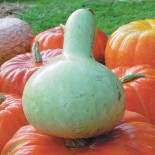GOURDE ou CALEBASSE Pélerine - Graines BIO | KOKOPELLI | Graines et Bio