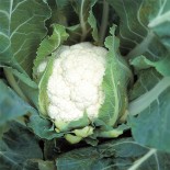 CHOU FLEUR TARDIF D'Angers - Graines BIO | Ferme de Sainte Marthe | Graines et Bio