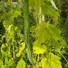 COURGE SERPENT - Graines BIO | Ferme de Sainte Marthe | Graines et Bio