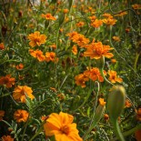 TAGÈTE PASSION - Graines BIO | Ferme de Sainte Marthe | Graines et Bio