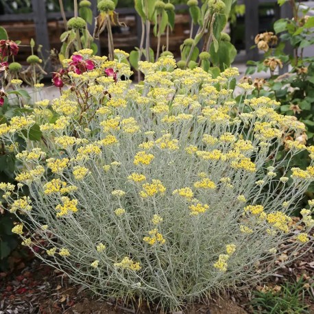 PLANTE CURRY ou Helichryse - Graines BIO | Ferme de Sainte Marthe | Graines et Bio PLANTE CURRY ou Helichryse - Graines BIO | Ferme de Sainte Marthe | Graines et Bio