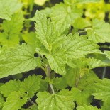 🌿 Graines AROMATIQUES et MEDICINALES - CATAIRE ou NEPETA - Graines BIO