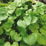 COCHLÉAIRE Officinale - Graines BIO | Ferme de Sainte Marthe | Graines et Bio