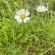 GRANDE MARGUERITE Blanche - Graines BIO