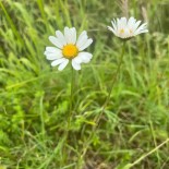 GRANDE MARGUERITE Blanche - Graines BIO | Ferme de Sainte Marthe | Graines et Bio