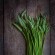 ASPERGETTE DES BOIS ou ASPERGE SAUVAGE - Graines non traitées
