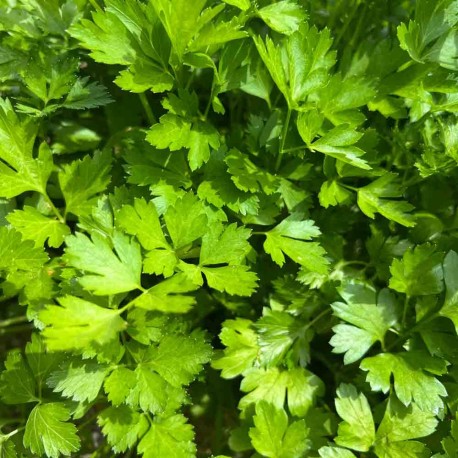PERSIL PLAT GÉANT D'ITALIE - Graines BIO | Ferme de Sainte Marthe | Graines et Bio PERSIL PLAT GÉANT D'ITALIE - Graines BIO | Ferme de Sainte Marthe | Graines et Bio
