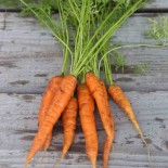 🥕 Graines de CAROTTE - CAROTTE ANCIENNE ROTHILD - Graines BIO
