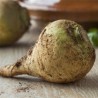 NAVET RUTABAGA Jaune à collet vert - Graines BIO | Ferme de Sainte Marthe | Graines et Bio