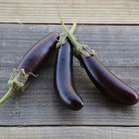 MINI AUBERGINE Little Finger - Graines BIO | Ferme de Sainte Marthe | Graines et Bio MINI AUBERGINE Little Finger - Graines BIO | Ferme de Sainte Marthe | Graines et Bio