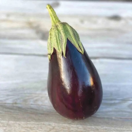 AUBERGINE BLACK BEAUTY - Graines BIO | Ferme de Sainte Marthe | Graines et Bio