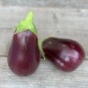 AUBERGINE BLACK BEAUTY - Graines BIO | Ferme de Sainte Marthe | Graines et Bio
