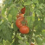 TOMATE MERVEILLE DES MARCHÉS - Graines BIO | Ferme de Sainte Marthe | Graines et Bio