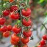 TOMATE CERISE Miel du Mexique - Graines BIO | Ferme de Sainte Marthe | Graines et Bio