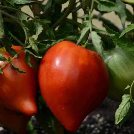 TOMATE PETIT COEUR DE BOEUF - Graines BIO | Ferme de Sainte Marthe | Graines et Bio TOMATE PETIT COEUR DE BOEUF - Graines BIO | Ferme de Sainte Marthe | Graines et Bio
