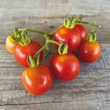 TOMATE MONEYMAKER - Graines BIO