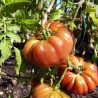 TOMATE PURPLE CALABASH - Graines BIO | Ferme de Sainte Marthe | Graines et Bio