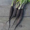 RADIS NOIR Long Maraicher - Graines BIO | Ferme de Sainte Marthe | Graines et Bio