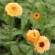 SOUCI Pink Surprise - Graines BIO