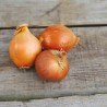 OIGNON JAUNE Stuttgarter - Graines BIO | Ferme de Sainte Marthe | Graines et Bio