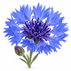 Bleuet